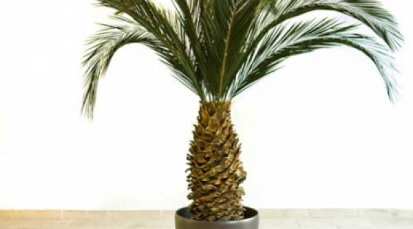 solutie pentru cei care iubesc plantele dar nu au timp sa le ingrijeasca