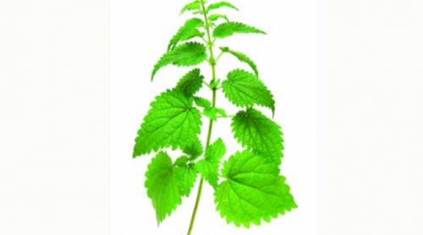 toxine te scapa urzica