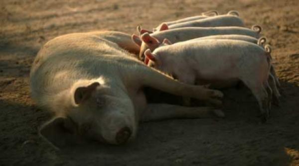cercei pentru toate animalele din batatura
