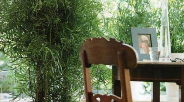 totul despre udarea corecta a plantelor