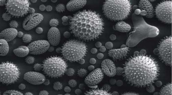 celulele destepte din ministerul apararii