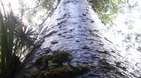 viitorul dezlegat de coniferele kauri