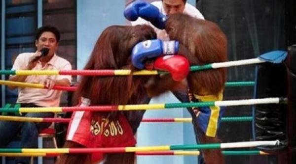 meciurile de box intre urangutani atractie turistica in thailanda