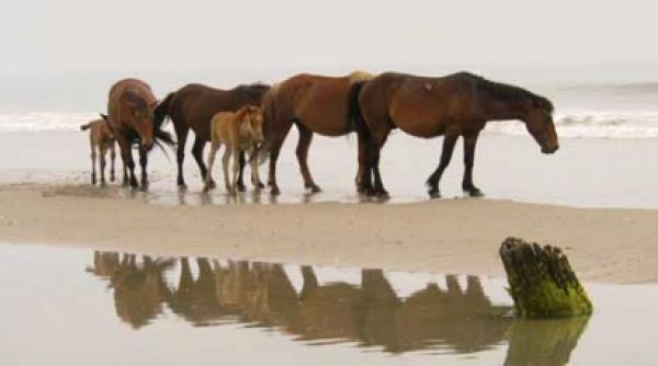din viata celor care nu cuvanta