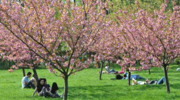 a innebunit ciresul japonez