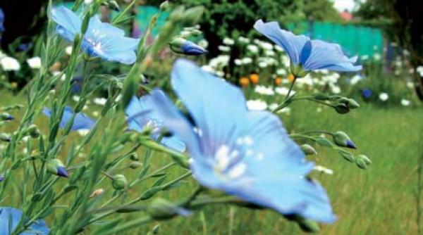 fitoterapie de aprilie inul