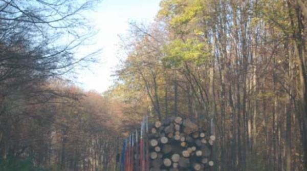 lupul pus paznic la ocolul silvic