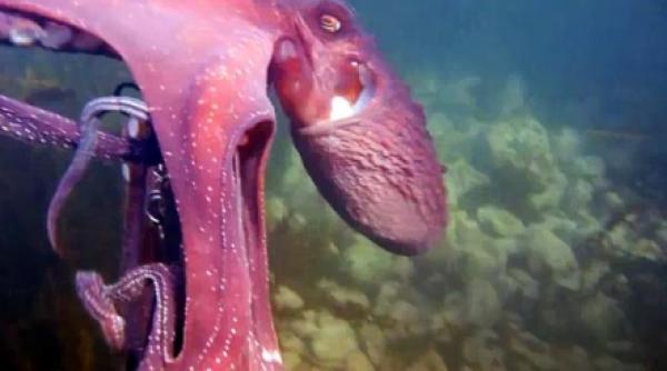 primele imagini filmate de o caracatita