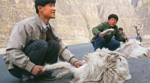 china a clonat capre pentru o productie mai mare de casmir