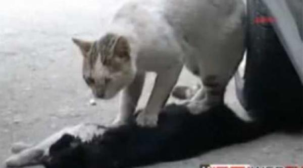 sentimentele nu traiesc numai in oameni