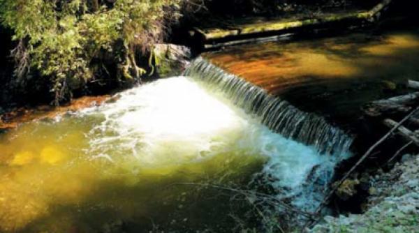 prostia sprintara de la suceava efecte generale