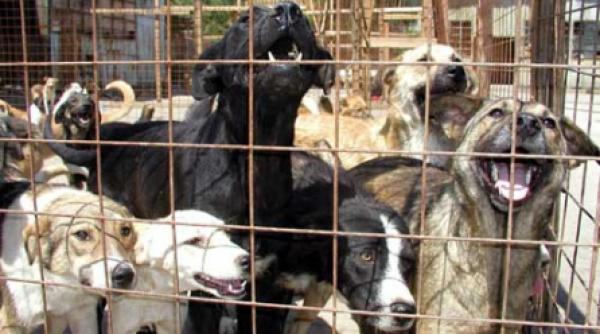 eutanasierea maidanezilor solutia prefecturii capitalei