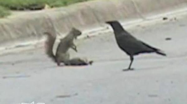 nu te pune cu mine o veverita se lupta cu ciorile ca sa si apere prietenul