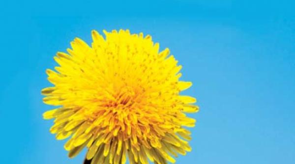 pofta de mancare cu papadie