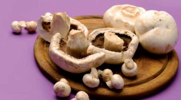 aventura de nerefuzat in paradisul ciupercilor