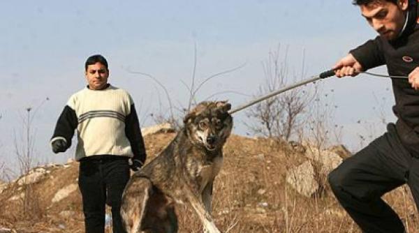 studiu bucurestenii vor eutanasierea cainilor bolnavi fara stapan