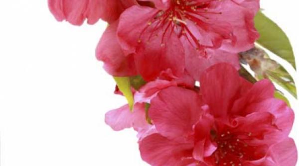 japonia din inima bucurestiului