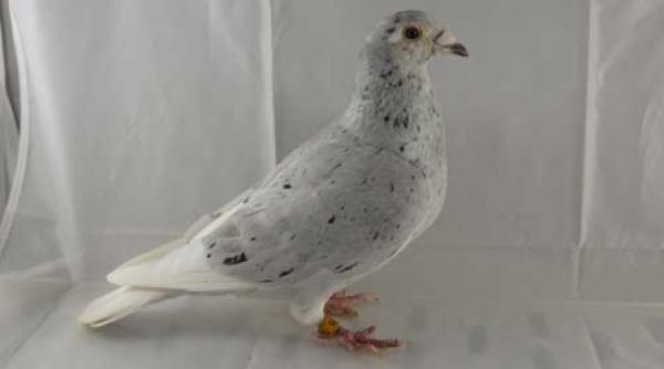 porumbeii oamenilor si oamenii porumbeilor