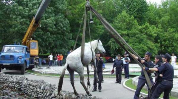 cai salvati de pompieri dintr un lac