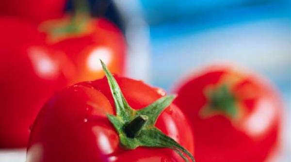 temperatura este un factor determinat pentru calitatea rosiilor