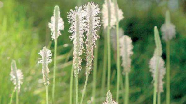 capsule de patlagina contra alergiilor