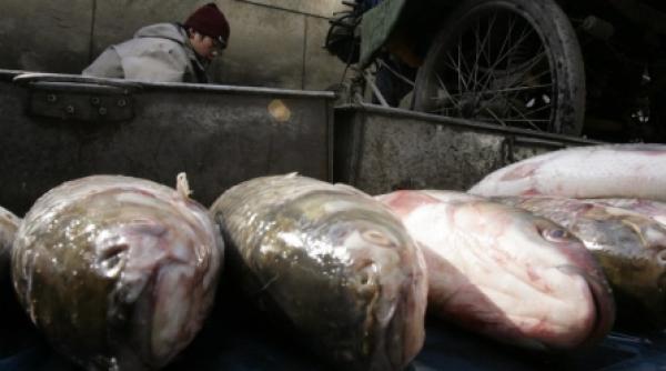 onu pestii ar putea disparea in 40 ani