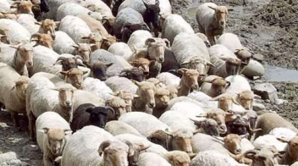 un colt de rai varlaam