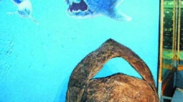 pestii care au lasat omul in viata