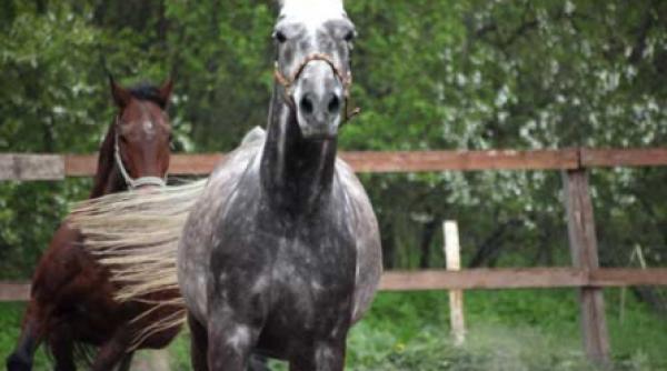 o mosioara o pereche de cai