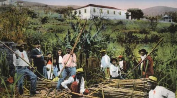 zaharul o istorie amara