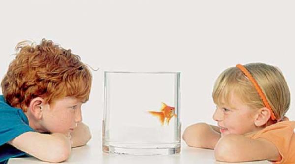 pestii se tem de imaginea lor in oglinda