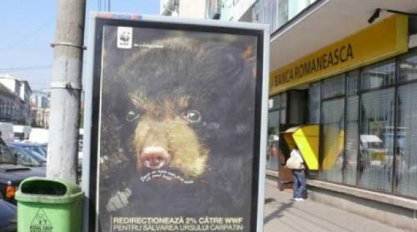 salvati ursul brun de wwf icas si ministerul mediului
