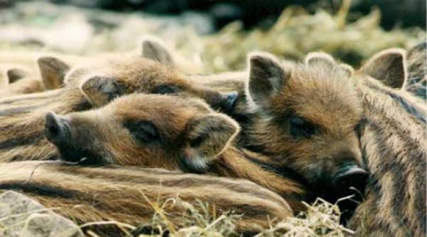 sportivele ceasuri ale mortii