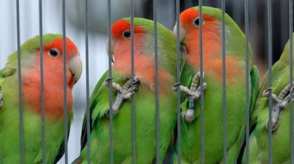 lebede si pelicani contra papagali si manguste