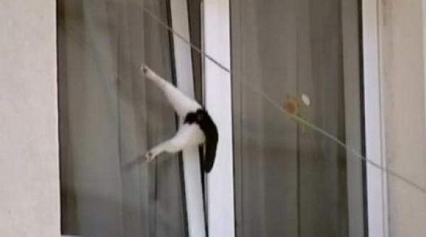 pisica unui bucurestean a devenit vedeta internationala video