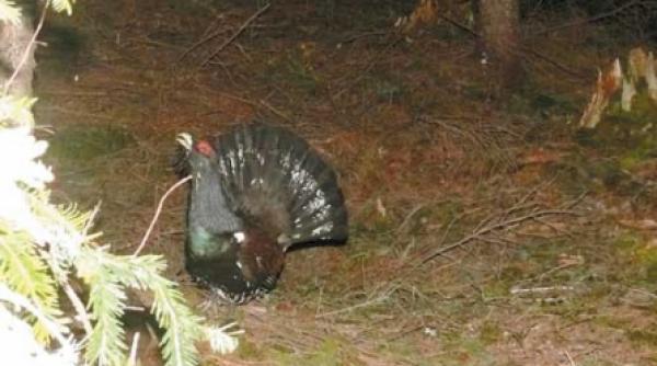 atingerea imparatului