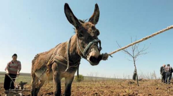 tras de cal plugul impunge glia patriei