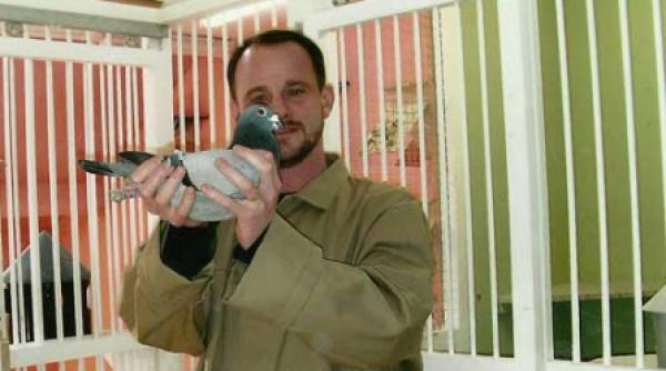 de ce se intorc porumbeii calatori