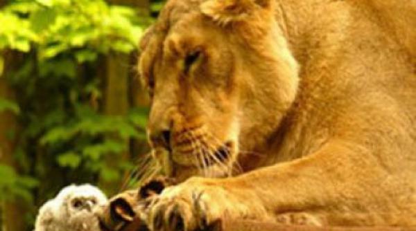 pui de bufnita in cusca leilor