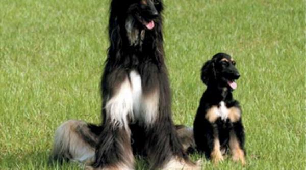 stiinta a evoluat si datorita lor