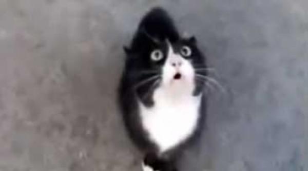 polka varianta pisiceasca video