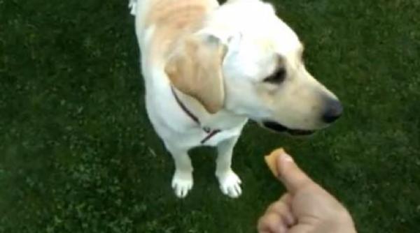 labrador anti basescu