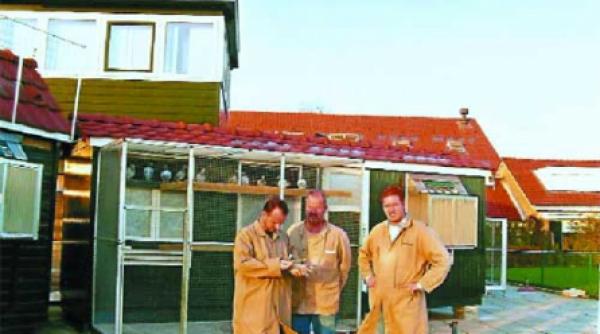 de ce se intorc porumbeii calatori