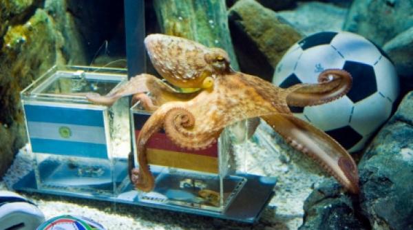 o caracatita a prezis victoria germaniei in sfertul de finala cu argentina