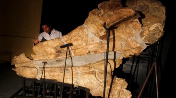 fosila unui monstru marin descoperita in peru