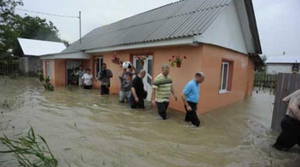 moldova terorizata de ape