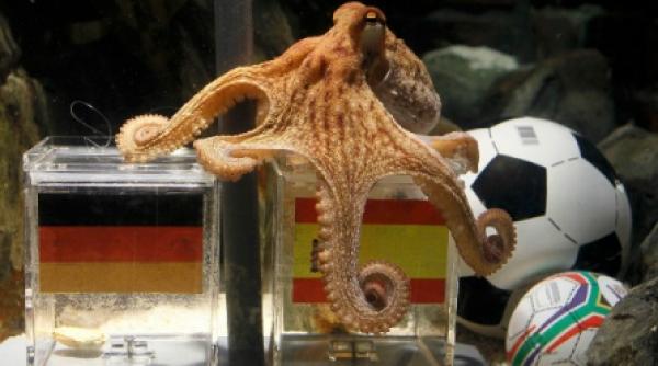 caracatita prezicatoare paul anunta ca spania va castiga semifinala cu germania