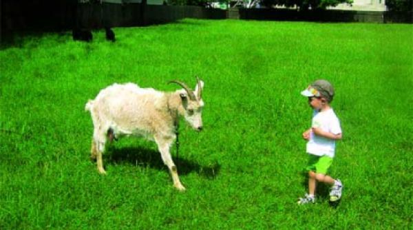 magie in satul bunicii