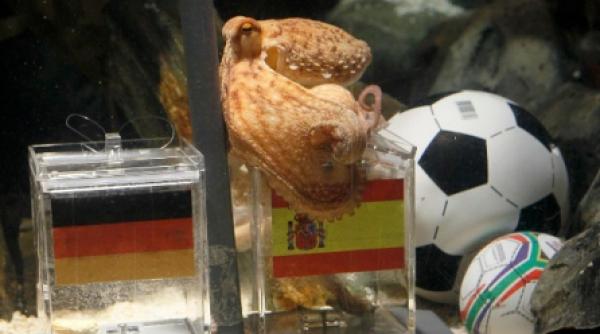 nemtii i au pus gand rau caracatitei paul