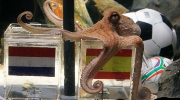 caracatita paul a ales spania castiga titlul mondial germania ia bronzul